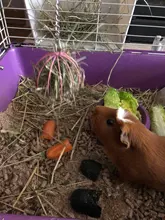 2019 nueva mascota Suministros Hay pesebre Bola de comida de acero inoxidable Chapado en hierba Rack bola conejo cerdo de Guinea para artículos para hámster