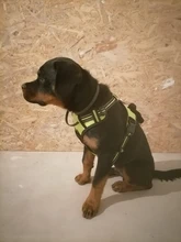 De Nylon reflectante perro arnés sin tirones ajustable mediano grande perro travieso Chaleco de seguridad Vehicular plomo caminar correr