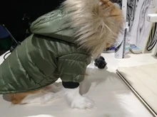 Hoodie Clothing Pet-Jacket Dog-Coat Small Dogs Chihuahua For Yorkshire Winter Cotton