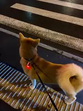 Collar luminoso con luz LED para perro, Accesorios luminosos con USB para mascotas