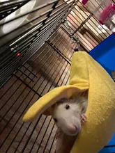 Hammock Rat House Hamster-Accessories Hanging Banana-Shape Warm Nest Tree-Beds Novelty