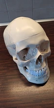 Modelo de accesorios médicos de tamaño real, Cráneo humano, modelo de anatomía anatómica, enseñanza médica, esqueleto, cabeza para estudiar, suministros de enseñanza