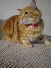 Collar navideño para perros y gatos, pajarita para perro, correa ajustable para el cuello, accesorios de aseo para perros y cachorros