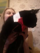 Collar ajustable con lazo para mascota, para perros y gatos pequeños, accesorios de aseo