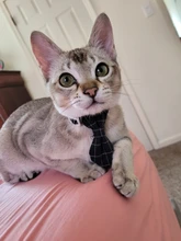 Collar de gato a cuadros con lazo ajustable para cachorros y Chihuahua, Collar de algodón para mascotas, Collar para gato, accesorios para mascotas