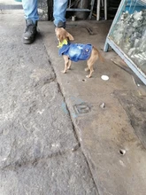 Chaleco vaquero de primavera para perros pequeños, ropa de Tzu para perros Yorkshire Terrier, ropa estilo vaquero para cachorros, chaqueta para Chihuahua, ropa para gatos