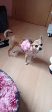 Correa de perro transpirable estéreo con flores, conjunto de Gato, chaleco para cachorro, correas para Chihuahua, Yorkshire Terrier