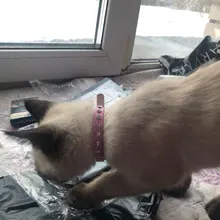 Collar de cuero sintético con diamantes de imitación para perros y gatos pequeños, accesorios para mascotas, correa para Collar de perro de diamantes, 12 colores