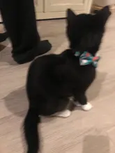 Pajarita elástica de seguridad con cascabel para perros y gatos pequeños, Collar seguro con patrón de baya, productos para mascotas, Collar para perros, suministros para mascotas