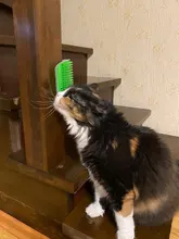 Peine de masaje para gatos, rascador automático, cepillo de esquina de pared, cerdas para rascar, arco de juguete para mascotas, herramienta de depilación de plástico