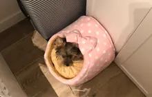 Cama del animal doméstico Casa de perro perrera perro caliente cojín cesta para pequeños perros mediano de la cueva, fresa gato tienda cachorro nido Mat