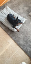 Cama para perros de invierno, camas suaves para perros y mascotas, esterilla, sofá cálido, cojín de Mascota, colchón para perros pequeños, medianos, grandes, gatos, Chihuahua, Cama para Perro