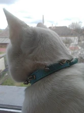 Collar Gato genial con tachuelas de cuero para perros pequeños, medianos, Chihuahua, 5 colores