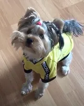 Puppy-Outfit Dogs-Clothing Chihuahua Dog Hoodie Pets Spring Small Fashion Medium