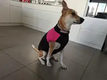 Jacket Puppy-Clothing Dog-Coat Dogs Golden-Retriever Waterproof Winter Pet-Vest Small