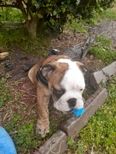 Chupete de caucho para mascotas, juguete interactivo para perros, gatos, cachorros, mordedores de juguete para perros, Limpieza de dientes