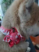 Collar de moda para perro con impresión personalizada, de nailon, collares para mascotas personalizadas, collares para cachorros y gatos con etiqueta de identificación grabada, accesorios para perros