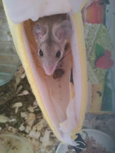 Hammock Rat House Hamster-Accessories Hanging Banana-Shape Warm Nest Tree-Beds Novelty