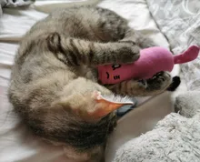 Juguete de hierba gatera con sonido de crujido para gatos, productos para mascotas, juguetes para gatos, dientes de molienda, almohada de felpa para pulgar, accesorios para mascotas