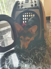 Bolso de hombro transpirable para mascotas, mochila plegable de viaje para el hombro, para exteriores