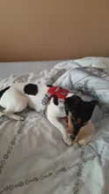 Arnés para perros reflectante ajustable, chaleco de pecho para perros pequeños, medianos y grandes, arnés protector de adiestramiento al aire libre para perros