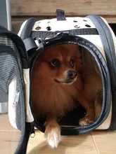 Bolso de hombro transpirable para mascotas, mochila plegable de viaje para el hombro, para exteriores