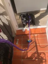 Nylon entrenamiento, perro Correa correas recuerdo larga línea de plomo cuerda para mascotas gran para la enseñanza de patio trasero