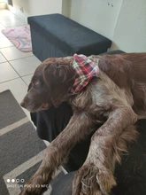 Pañuelo clásico a cuadros para perros y gatos, accesorios para el cuidado de mascotas, bufanda pañoleta, toalla de Saliva