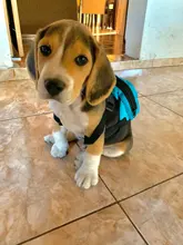 Mochila escolar multifunción para perros pequeños, conjunto de arnés y correa mochila para perro y gato, mochila de nailon para cachorros, gatos y perros 35