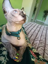 Collar de gato con campana para gatos, cachorros, collares correas para gatos, perros, Chihuahua, Gato, correas, suministros de plomo para mascotas