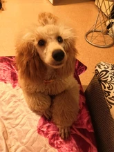 Placas de identificación personalizadas para perros, placas de identificación de Metal para cachorros, placas de identificación antipérdida para perros, gatos Pitbull, tarifa de grabado incluida accesorios para perros