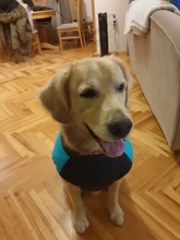 Jacket Puppy-Clothing Dog-Coat Dogs Golden-Retriever Waterproof Winter Pet-Vest Small