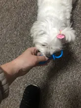 Chupete de goma Gato perros y juguetes masticables para cachorros