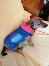 Chaleco vaquero de primavera para perros pequeños, ropa de Tzu para perros Yorkshire Terrier, ropa estilo vaquero para cachorros, chaqueta para Chihuahua, ropa para gatos