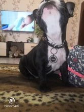 Etiquetas de identificación personalizadas para perros y gatos, colgante con nombre, dirección, Collar