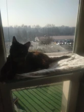 Hammock Hanging-Beds Pet Window Cute Bearing Sunny-Seat Cat Comfortable Soft 20kg Pet-Shelf