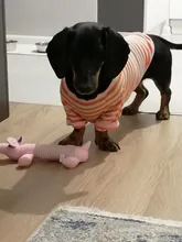 Camiseta fina de cuello redondo a rayas para cachorro perro mascota, ropa suave para perro