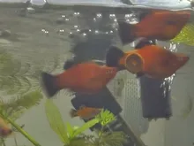 Spirulina Food Tropical Fish Nutrition For Aquarium Fish Tank Color Enhanced Food