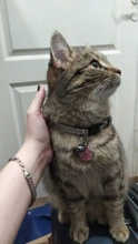 Collar con cascabel para gatos y gatitos, correa ajustable sólida para mascotas, suministros de plomo