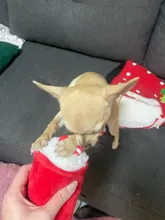 De calamar juguete de perro de mascota de peluche de juguete de masticar cachorro prensa sonido de chirrido juguetes para perros varios juguetes