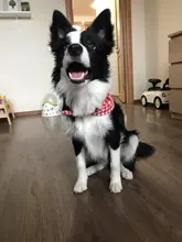 Bandana Grooming-Products Dog-Accessories Puppy Small Dog Cat Washable Cotton for 1pcs