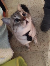 Collar de gato a cuadros con lazo ajustable para cachorros y Chihuahua, Collar de algodón para mascotas, Collar para gato, accesorios para mascotas