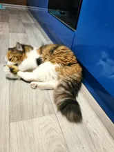 8 Styles Fun Catnip Toys For Cats Simulation Fish Plush Cat Pet Toys Cats Products For