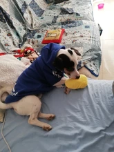 Sweatshirt Hooded Adidog Four-Seasons Pet-Jacket Small Cotton Warm And Medium-Sized Hot-Sale