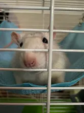 Hammock Swing-Toys Pet Hamster Pets Chinchilla Guinea-Rabbit-Samll Breathable Kitten