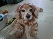 Dog-Cap Headdress-Accessories Puppy Beach-Visor Ear-Holes Dogs Small with for Canvas-Cap