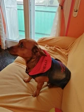 Chaleco vaquero de primavera para perros pequeños, ropa de Tzu para perros Yorkshire Terrier, ropa estilo vaquero para cachorros, chaqueta para Chihuahua, ropa para gatos