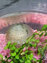 Nicrew Natural Mineral Aquatic Bio Moss Ball Filter For Aquarium Crystal Red Shrimp House