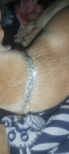 Gran oferta Super diamante brillante de diamantes de imitación, Collar de gato de cachorro bebé perro gato Collar correa de cuero gato accesorios Collar de perro