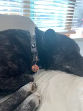 Etiquetas personalizadas para perros, grabado láser de acero inoxidable, productos personalizados para mascotas, accesorios de diseño, etiqueta con nombre de perro